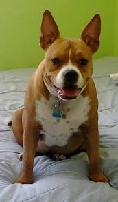 Maybe you would like to learn more about one of these? American French Bull Terrier Dog Breed Information And Pictures