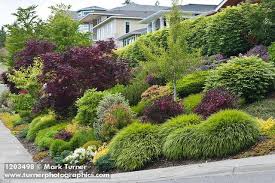 1203498 Grasses Shrubs Small Trees In Front Yard Garden Next To Sidewalk Acer Palmatum Cv Trees For Front Yard Shrubs For Landscaping Landscaping Shrubs