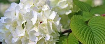 We did not find results for: Funeral Flower Meanings Meaning Behind Flower Colors