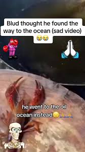 lobster #lobstertok #ocean #oil #cook #cooking #funny #sad #haha #for... |  TikTok