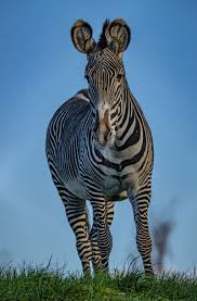 Image result for zebraffe