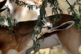 Image result for Acacia haematoxylon