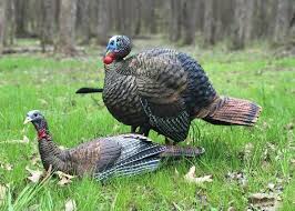 Spring Snow Storm Interferes With A Lot Of Turkey Hunters Local Beatricedailysun Com