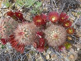 Zillow has 1 homes for sale in cactus tx. Cacti Of Texas