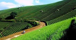 Kebun teh ini dikelola oleh koperasi buana mukti. Tempat Wisata Di Majalengka Kuningan