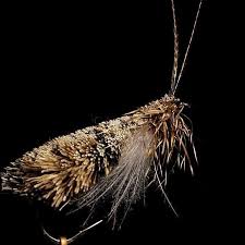 Goodard Caddis Con Detalle De Cdc Caddis Fly Fishing Fly Tying Patterns