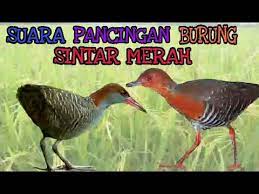 Suara pikat burung sintar paling ampuh untuk pancingan. Suara Burung Sintar Panggil Malam Youtube