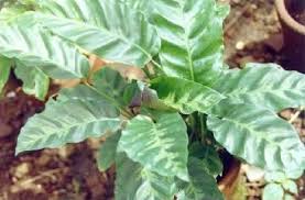 Image result for Ktenante Ctenanthe