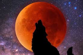 Find over 100+ of the best free wolf moon images. What S That In The Midnight Sky The Blood Wolf Moon Eclipse The Apopka Voice