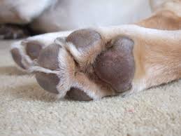 A dew claw is a nail (claw) attached to a short toe on the inside of the leg that does not touch the ground (like our thumb but why do pets have dew claws? My Dog S Nail Grew Into His Pad Do I Need A Vet To Treat This Mount Vernon Animal Hospital