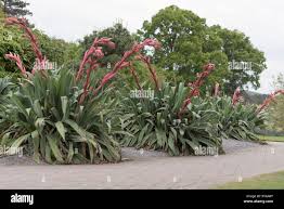 Image result for Beschorneria yuccoides