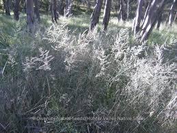 Image result for Arundinella nepalensis