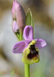 Image result for Ficalhoa