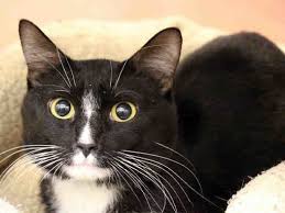 Where can i adopt a cat? Phoenix Az Domestic Shorthair Meet Oreo A Cat For Adoption Kitten Adoption Cat Adoption Pets