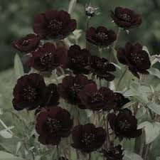 Pin By N P On Huisjes Chocolate Cosmos Flower Beautiful Flowers Chocolate Cosmos