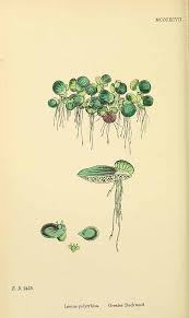 Image result for Spirodela