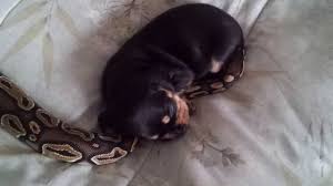 A king cobra was sitting next to the two puppies! Snake And Puppy Youtube