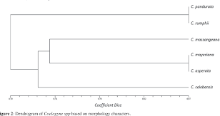 Coelogyne mayeriana x coelogyne pandurata. Pdf Morphological Characterization Of Coelogyne Spp For Germplasm Conservation Of Orchids Semantic Scholar