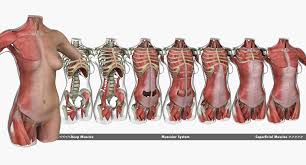 Learning to draw muscles may conjure medical charts in daunting details, but such complexity is unnecessary. Female Torso Muscle Anatomy 3d Model