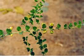 Image result for Clitandra cymulosa