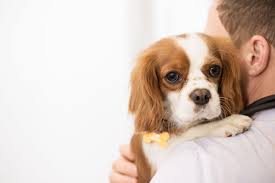 Urgent careurgent care centers can be faster and cheaper for situations that are not life threatening. Signs Your Pet Needs Emergency Vet Care Bartlett Vet Hillcrest Animal Hospital