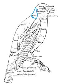Blue Bird With White Ring Around Neck Topography Of A Bird Bluebird Color Key To Na Birds Nape Lee S Birdwatching Adventures Plus Blue Bird Bird Bird Pictures