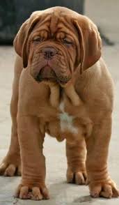 neopolitanmastiff yavru kopek kopek turleri hayvan mizahi