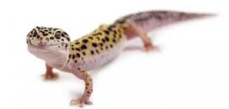 Gecko) ويعرف باسم الوزغ ومفردها وزغة أبو بريص أو البرص أو ضاطور أو بعرصي، فصيلة من الحيوانات الزاحفة الصغيرة من رتبة الحرشفيات. ÙƒÙŠÙÙŠØ© Ø·Ø±Ø¯ Ø§Ù„ÙˆØ²Øº Ù…Ù† Ø§Ù„Ø¨ÙŠØª Ù…ÙˆØ¶ÙˆØ¹