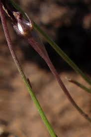 Image result for Wahlenbergia virgata