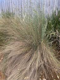 Image result for Scleria poiformis