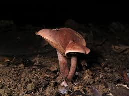 Image result for Sutorius eximius