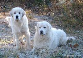 Chien de montagne des pyrénées. Great Pyrenees Dog Breed Information And Pictures