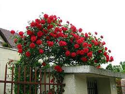 Beautiful Climbing Rose Tree Red Climbing Roses Climbing Roses Red Roses