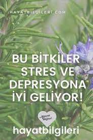 Beyni Koruyan 4 Bitki Stres Bitki Tibbi Bitkiler