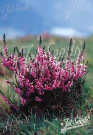 Image result for Calluna vulgaris