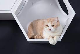 busy cat white cats white bathtub