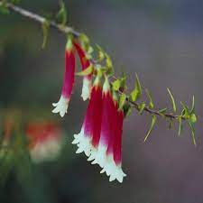 Bush Fuchsia Flower Essence