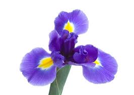 Beautiful Iris Flower Jpg Hi Res 720p Hd Iris Flower Pictures Beautiful Bouquet Of Flowers Flower Pictures