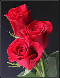 Beautiful red roses beautiful flowers wallpapers pretty flowers rose photography still life photography single red rose book flowers growing roses love rose. I Love U My Beautiful Rose Home Facebook