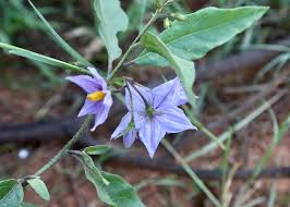 Image result for Solanum campylacanthum 'incanum type'