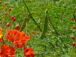 More images for arizona red flowering shrubs » Arizona Bushes With Red Flowers Tjs Garden