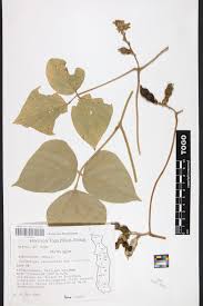 Image result for Pseudovigna