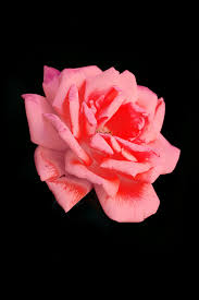 Rose love beautiful pink images flowers. 320x570px Free Download Rose Love Mother S Day Blossom Bloom Flower Romantic Pink Piqsels
