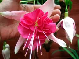 Plant out half hardy fuchsias in late may, when all danger of frost has passed. 8 Top Varieties Of Fuchsia