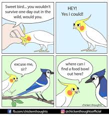 Pin By Sandy Ayres On Birds Funny Parrots Cute Animal Memes Funny Animal Memes