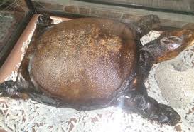 Pada umumnya burung kacer memiliki bulu berwarna hitam dan putih, dan. Bentuk Luar Tubuh Hewan Dan Fungsinya Website Pendidikan