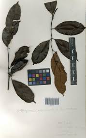 Image result for Orthopichonia