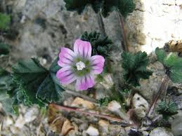 Image result for Malva parviflora