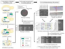 A condition of continual sniffling, as one resulting from a head cold or from an allergy. Bioengineering Free Full Text Scramble A Study Of Its Robustness And Challenges Through Enhancement Of Hygromycin B Resistance In A Semi Synthetic Yeast Html