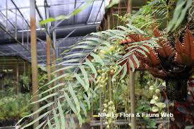 Image result for Drynaria